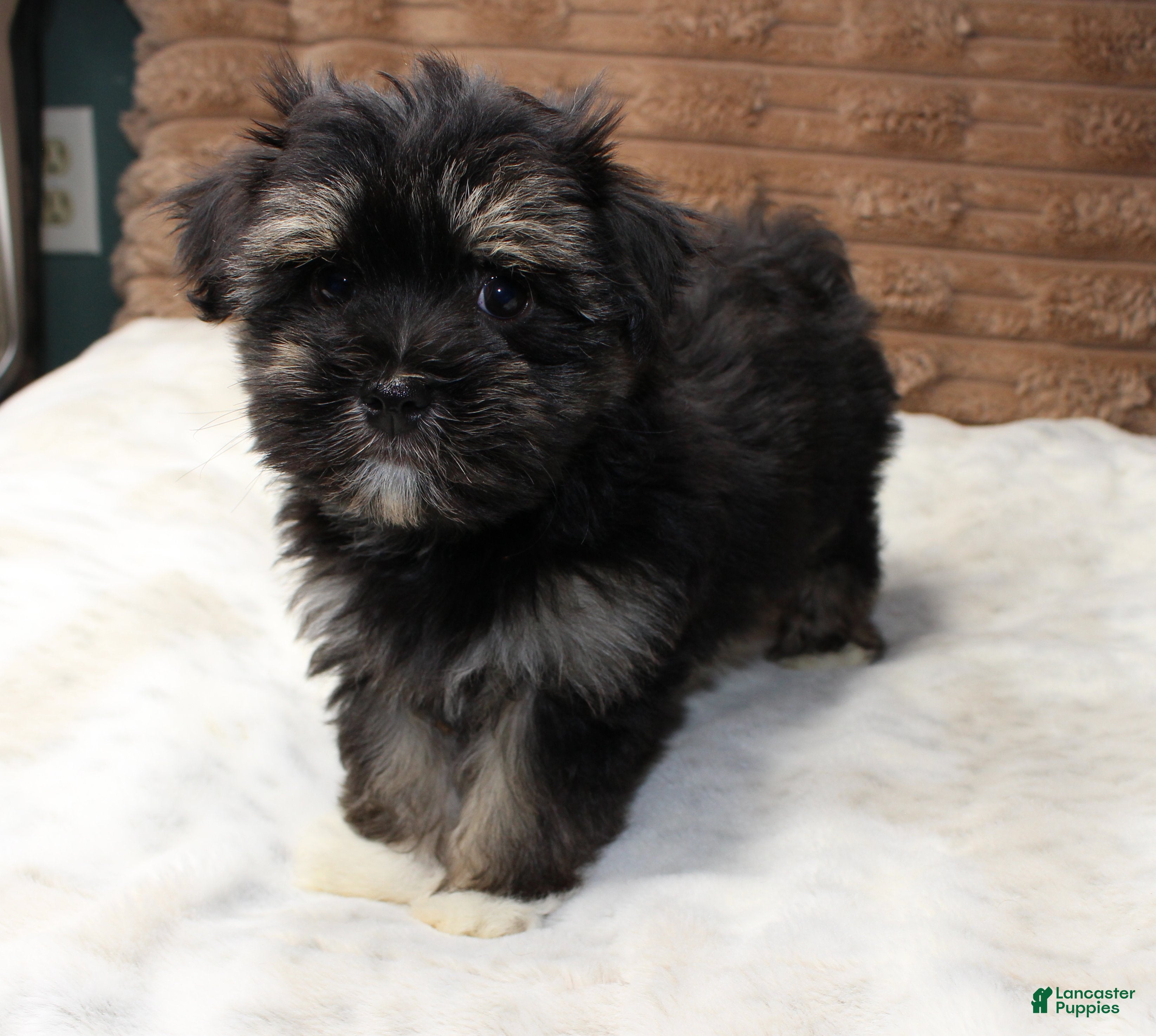 Havanese dogs Rocky - Ad 3