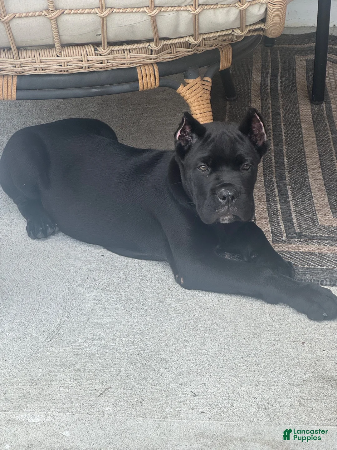 Cane Corso dogs for sale: Cane Corso 2 - Ad 2