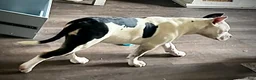 American Bully dogs for sale: American Bully Puppy 1 - Ad 27