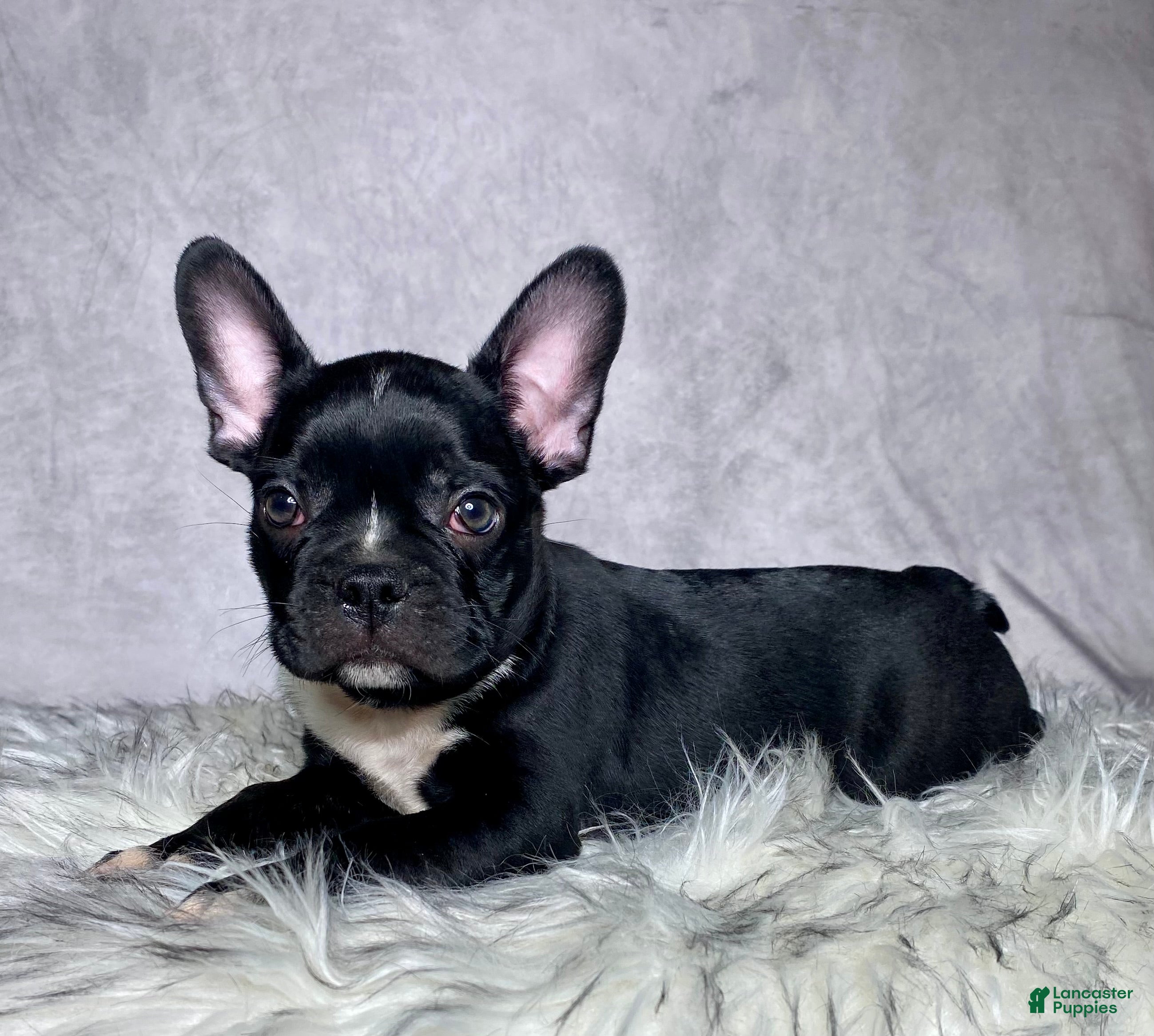 Mixed Breed dogs Mr Milo - Ad 1