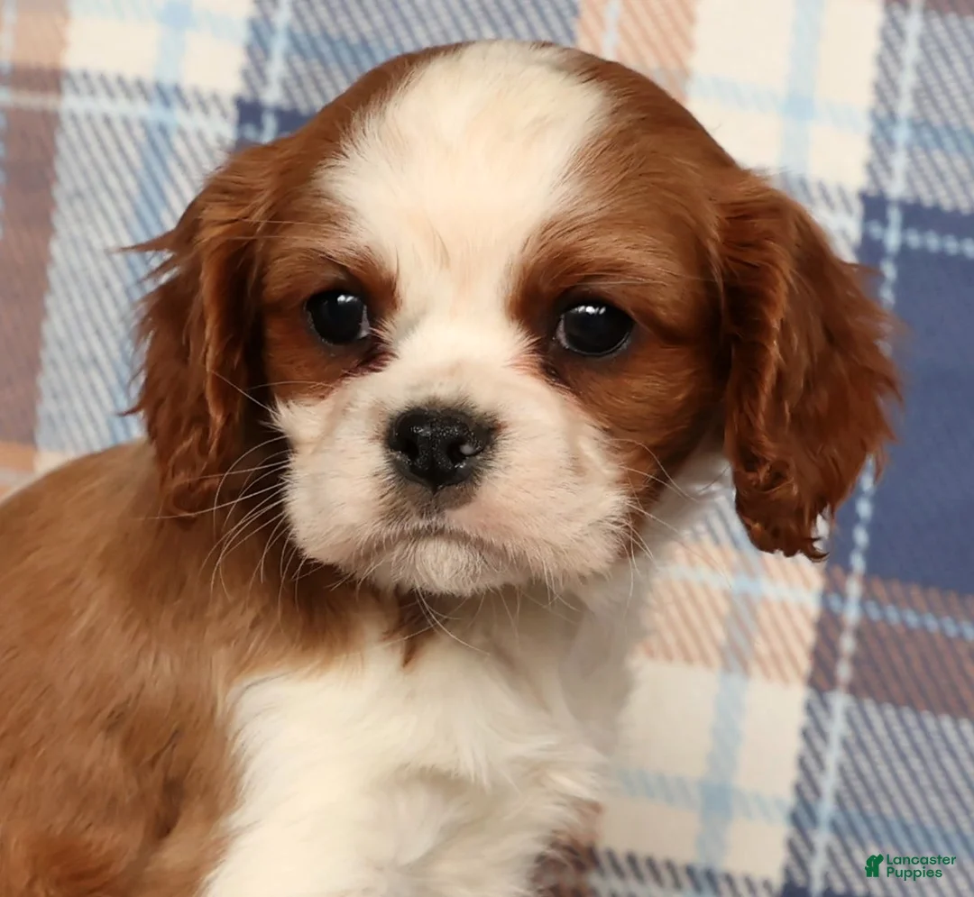 Cavalier King Charles Spaniel dogs for sale: Crystal - Ad 5