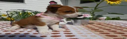 Jack Chi dogs for sale: Jack Chi 9 Tootie - Ad 3