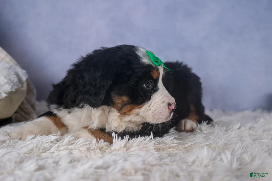Bernese Mountain Dog dogs for sale: HERSHEY - Ad 9