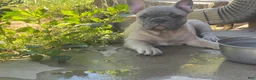 French Bulldog dogs for sale: Hank - Ad 12