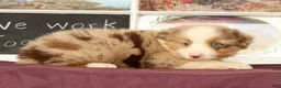 Miniature Australian Shepherd dogs for sale: Shooter - Ad 4