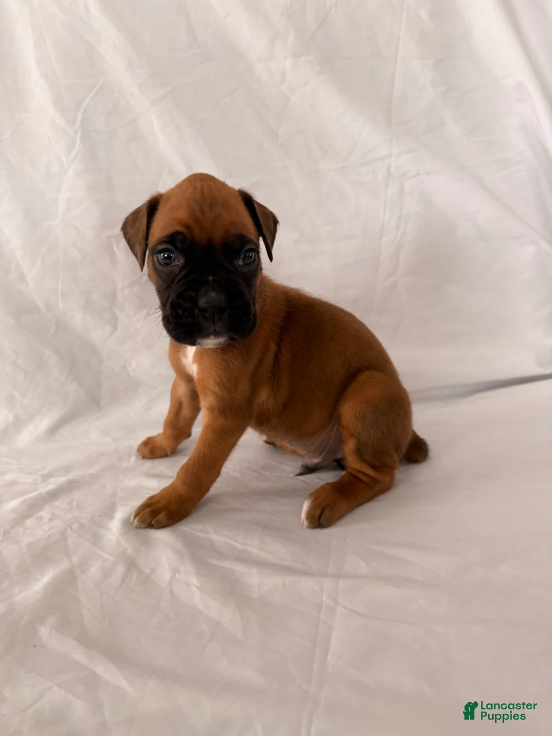 Boxer dogs for sale: Buzz - Ad 2