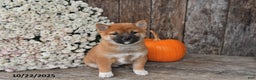 Shiba Inu dogs for sale: Josie - Ad 6