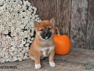 Shiba Inu dogs Josie - Ad 26