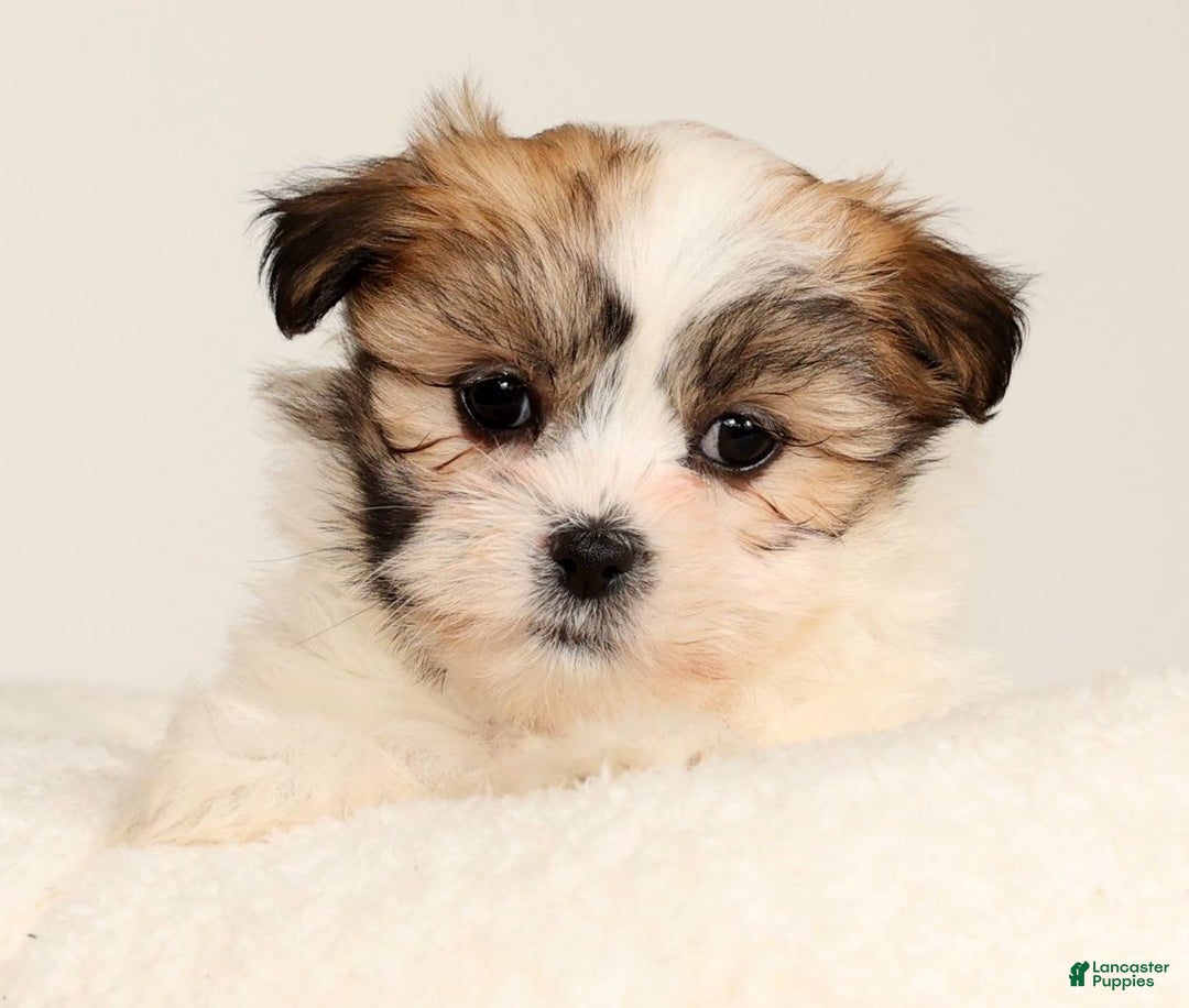 Malshi dogs for sale: Nala - Ad 6