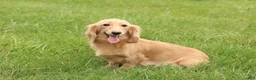 Miniature Dachshund dogs for sale: Zola - Ad 5