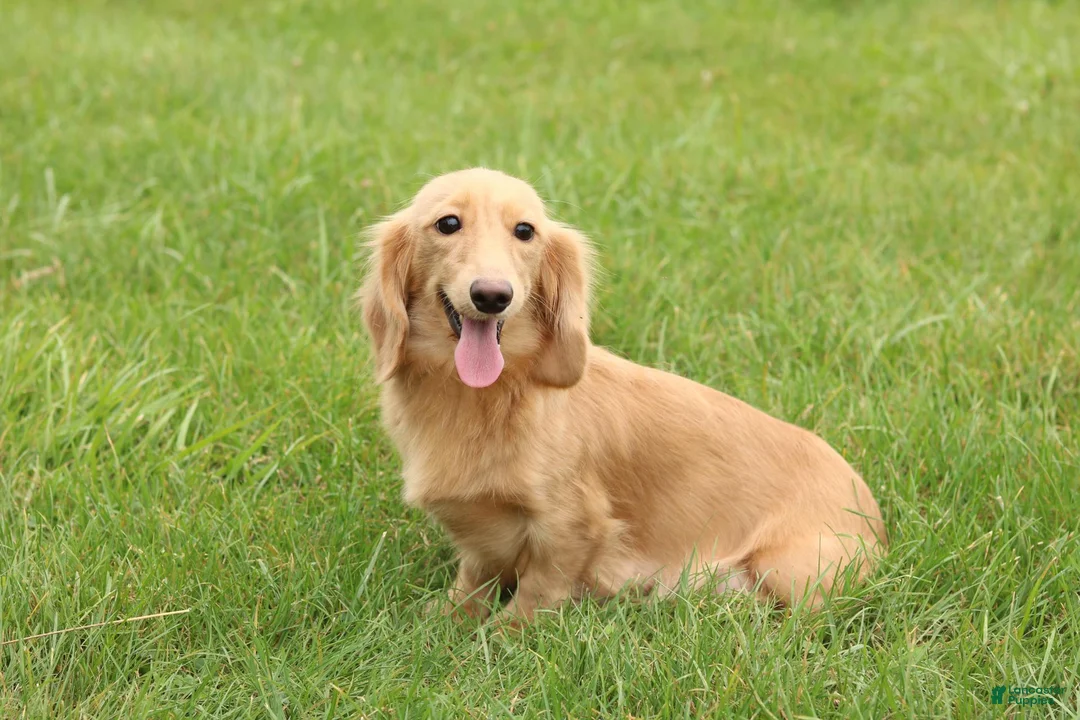 Miniature Dachshund dogs for sale: Zola - Ad 5