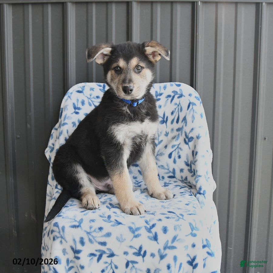 German Shepherd dogs Vinnie - Ad 37