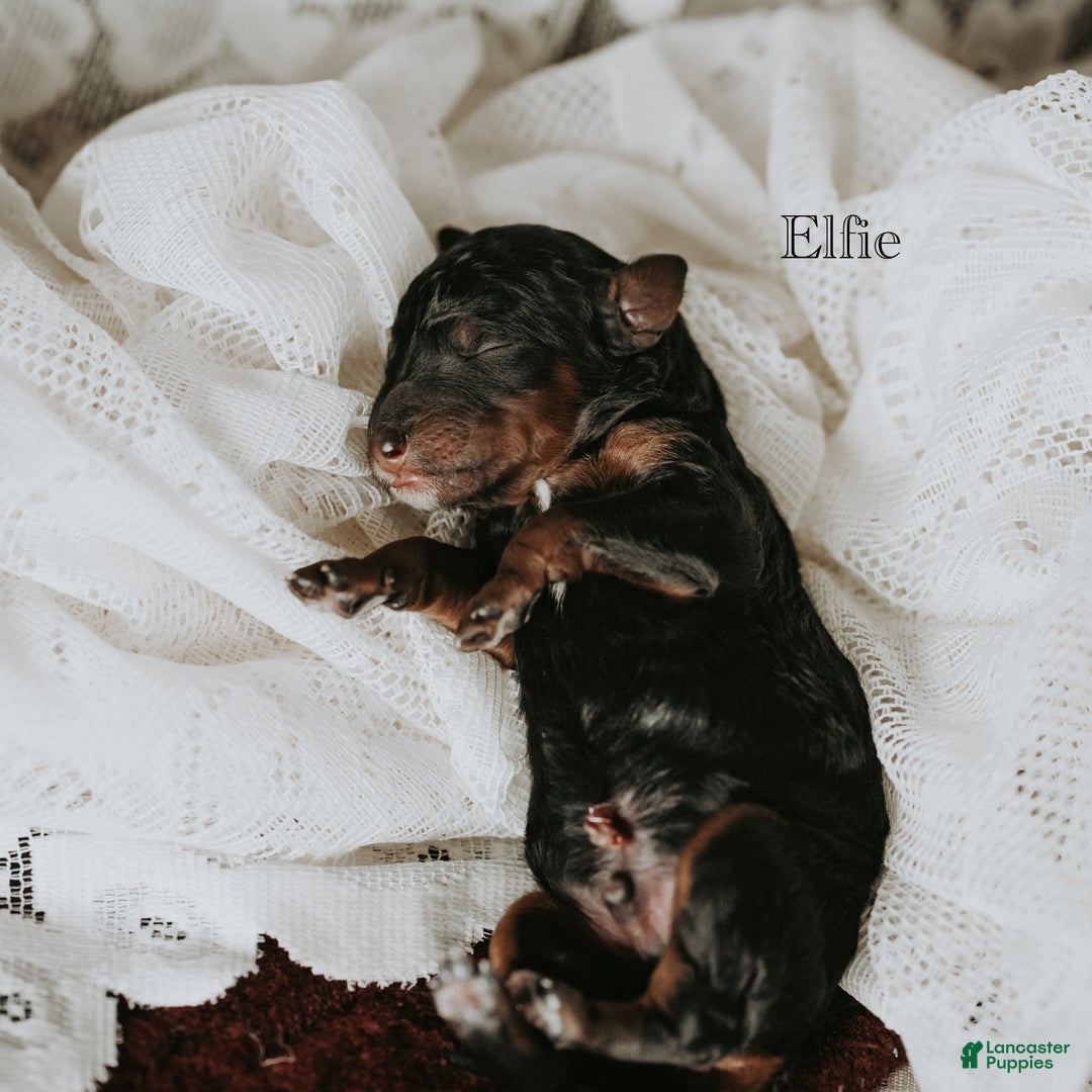 Standard Poodle dogs for sale: Elfie - Ad 1