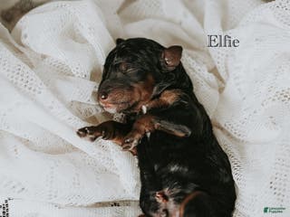 Standard Poodle dogs Elfie - Ad 15