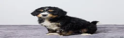 Bernedoodle dogs for sale: King - Ad 3