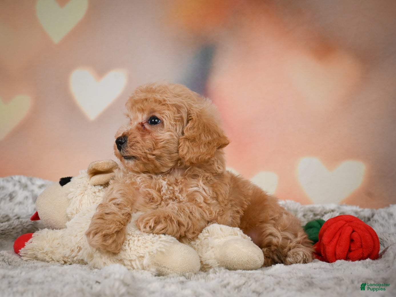 Toy Poodle dogs for sale: Archie  - Ad 2