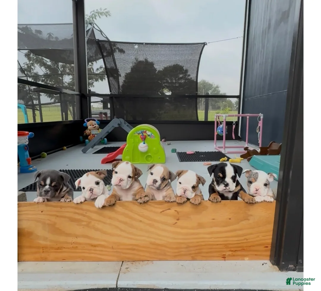 English Bulldog dogs for sale: Madam Mary Kate of Bulldogs Inc. - Ad 7