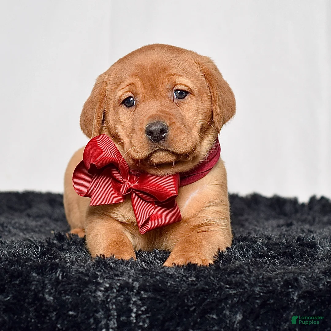 Labrador Retriever dogs for sale: Skye - Ad 2