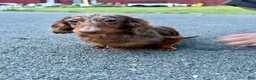 Miniature Dachshund dogs for sale: Champion Harriet Boy AKC Russian  - Ad 5