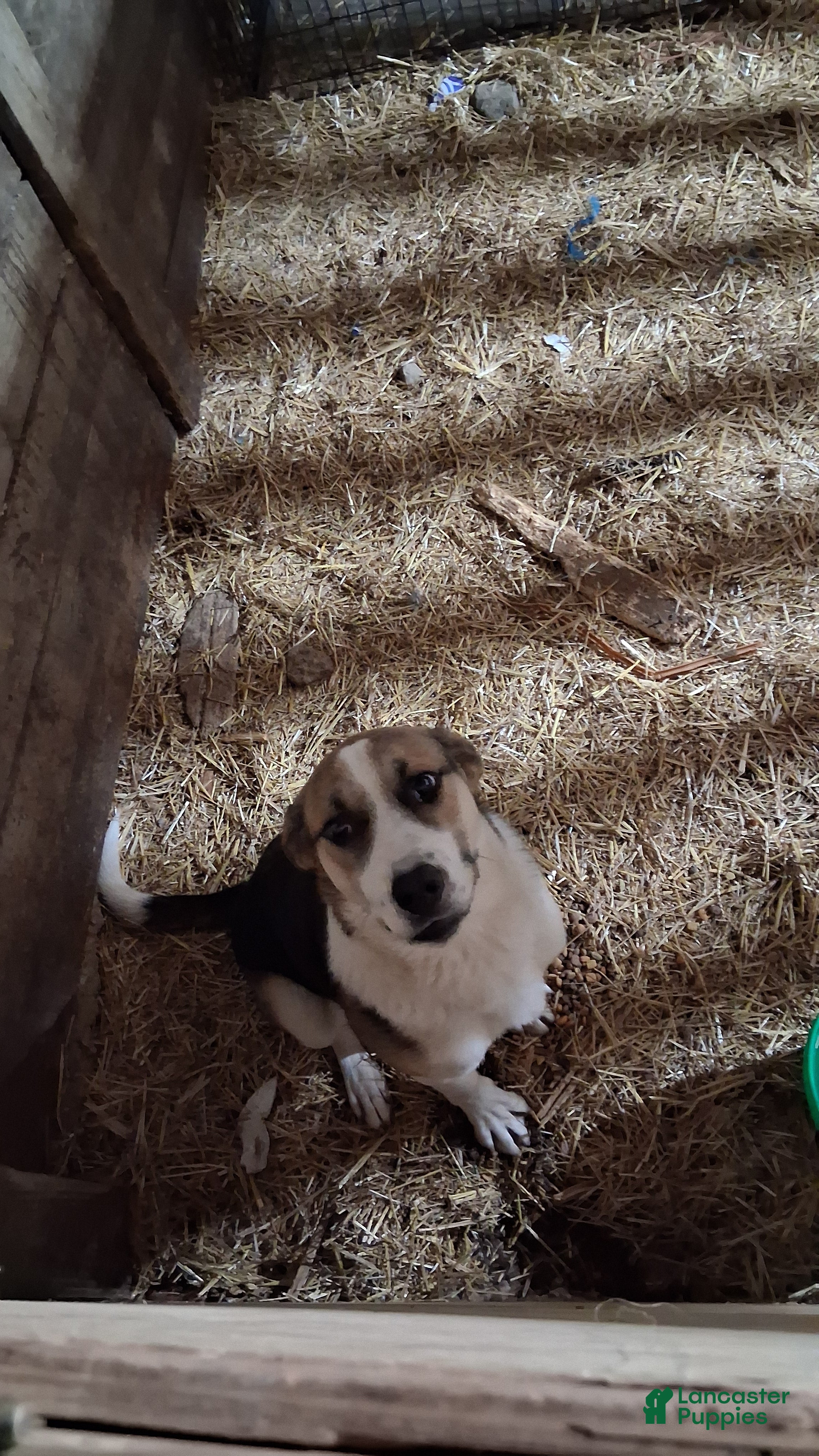 Mixed Breed dogs Clyde - Ad 1