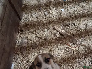 Mixed Breed dogs Clyde - Ad 3