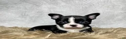 Boston Terrier dogs for sale: Frankie  - Ad 6