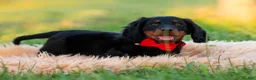 Miniature Dachshund dogs for sale: neo - Ad 5