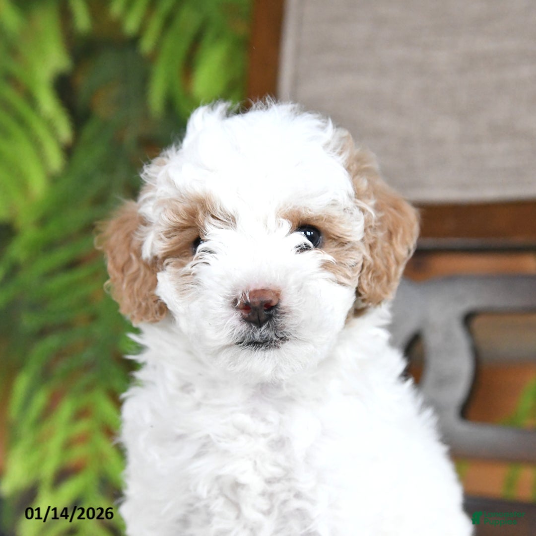 Maltipoo dogs for sale: Jem  - Ad 3