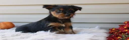 Yorkshire Terrier dogs for sale: Scotty - Ad 5