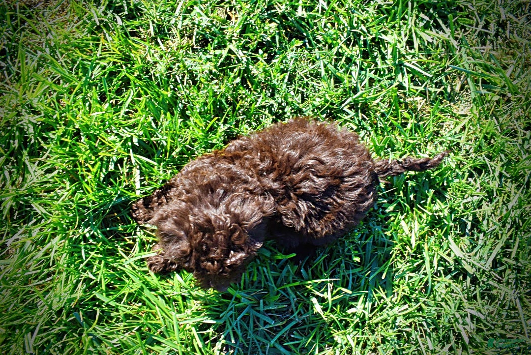 Havapoo dogs for sale: Isabella - Ad 10