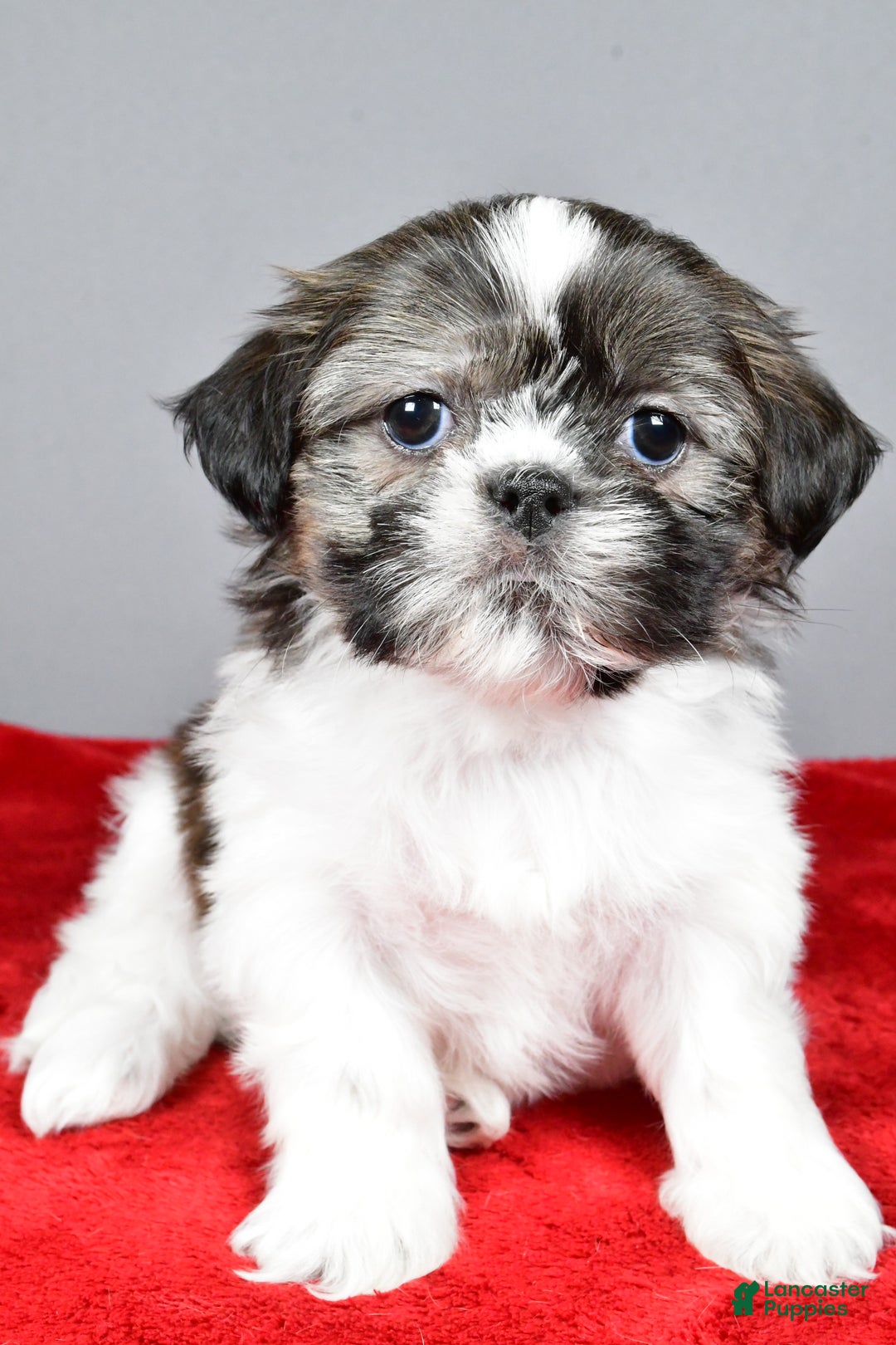 Shih Tzu dogs for sale: Holly - Ad 4