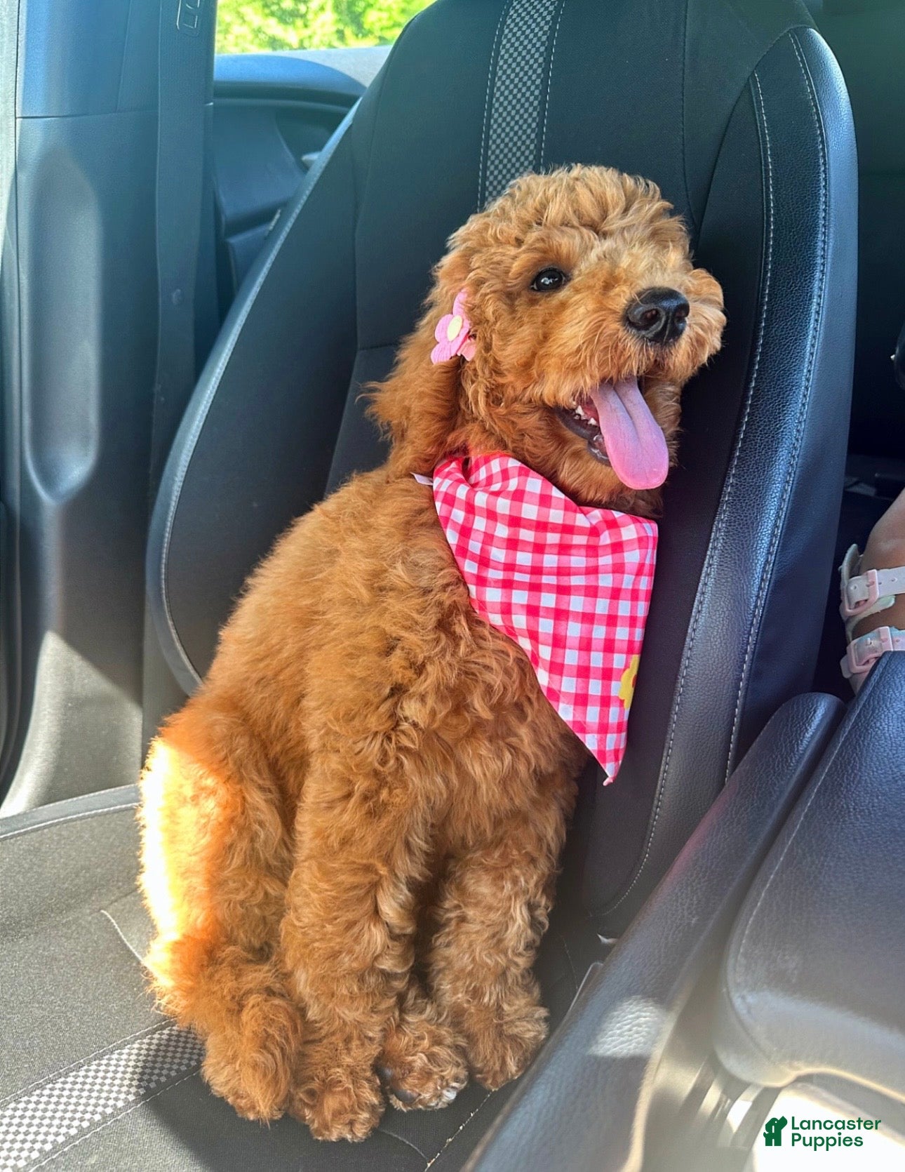 Goldendoodle dogs Penny  - Ad 20