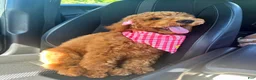 Goldendoodle dogs for sale: Penny  - Ad 1