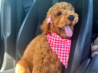 Goldendoodle dogs Penny - Ad 41