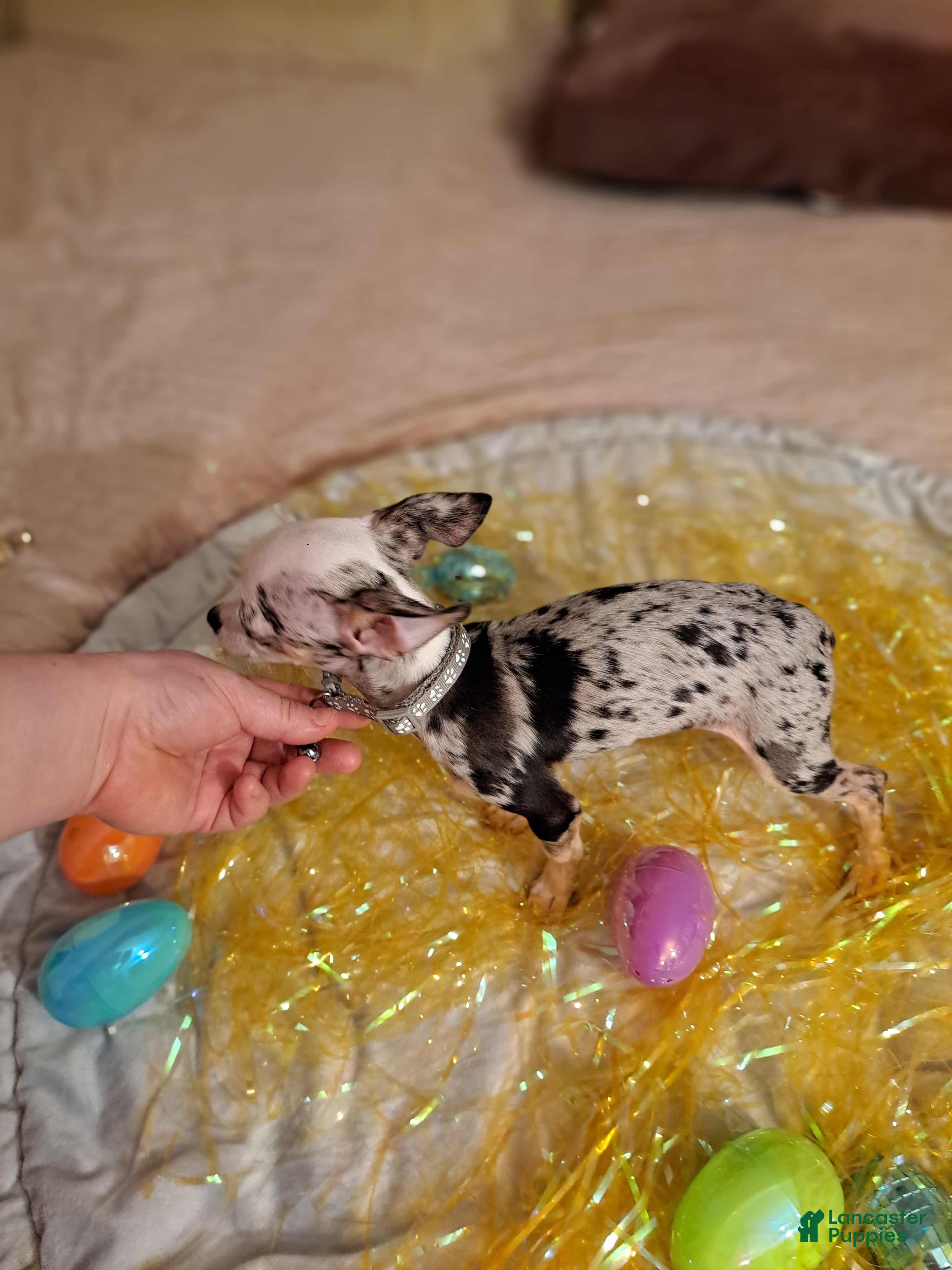 Chihuahua dogs Toy jojo - Ad 2