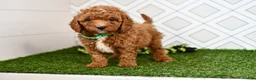 Cavapoo dogs for sale: Rolo - Ad 3