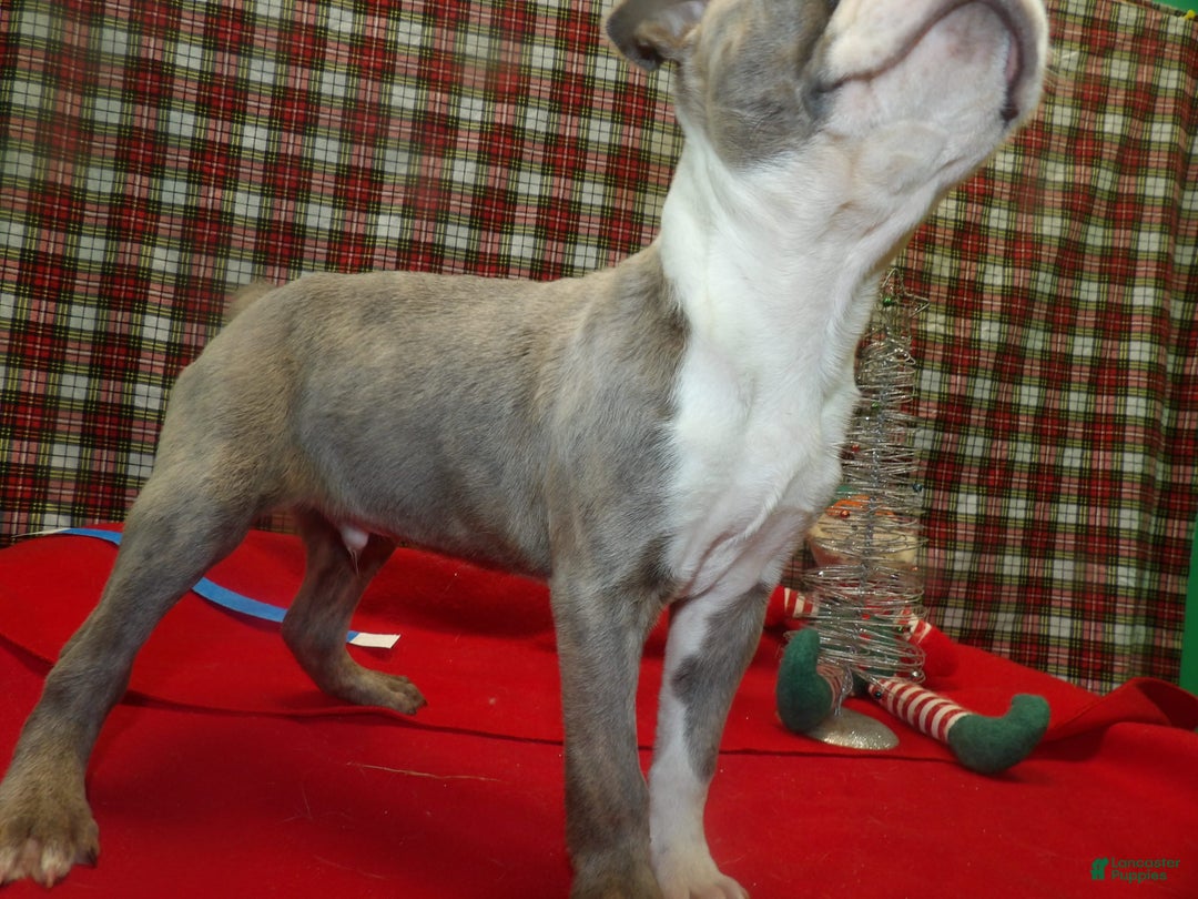 Boston Terrier dogs for sale: SEBASTIAN - Ad 3