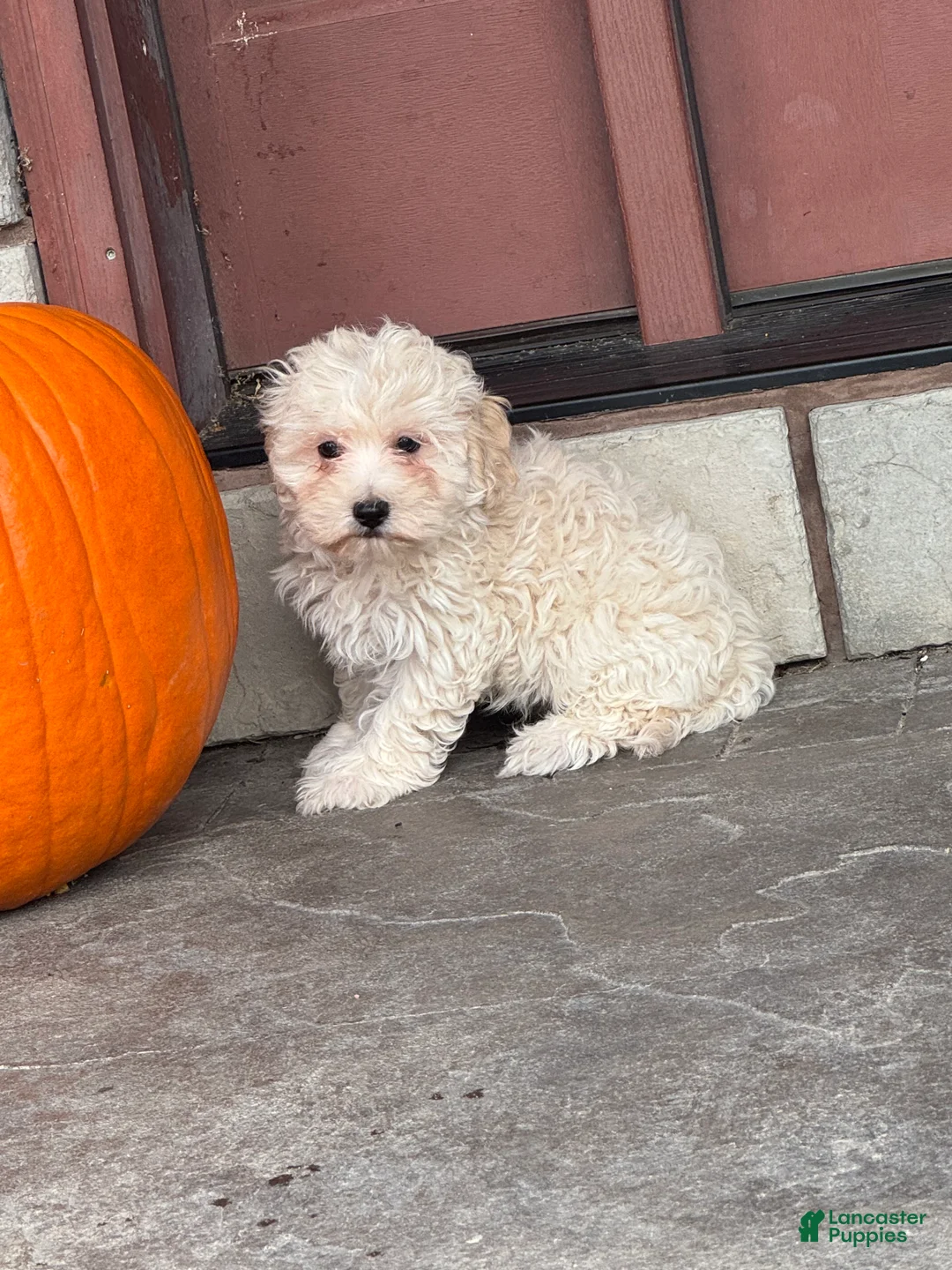 Mixed Breed dogs for sale: Elmo - Ad 1