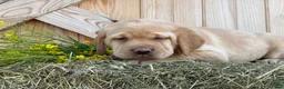 Labrador Retriever dogs for sale: Stella - Ad 4