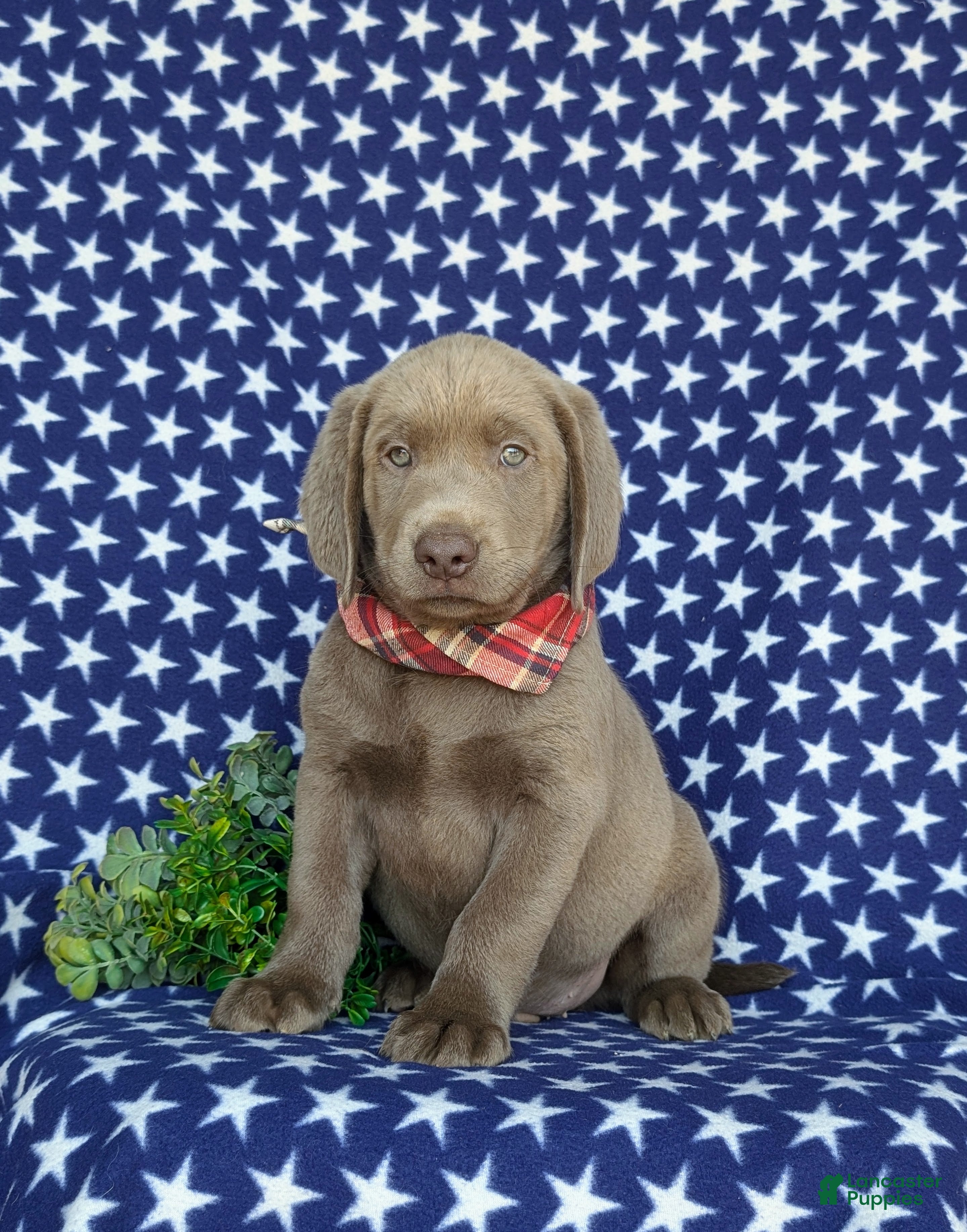 Labrador Retriever dogs Waylon - Ad 2