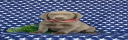 Labrador Retriever dogs for sale: Waylon - Ad 2