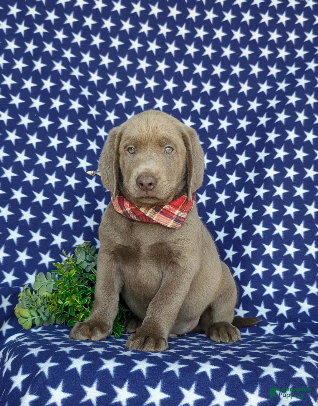 Labrador Retriever dogs for sale: Waylon - Ad 2