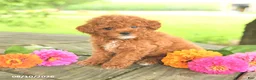 Toy Poodle dogs for sale: Petunia - Ad 4