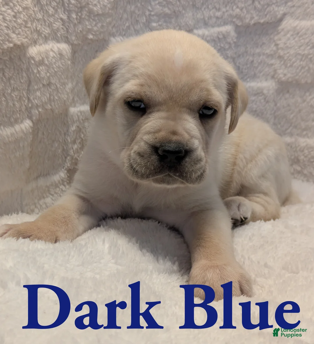 Cane Corso dogs for sale: Dark Blue - Ad 2