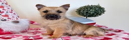 Cairn Terrier dogs for sale: Joy  - Ad 1