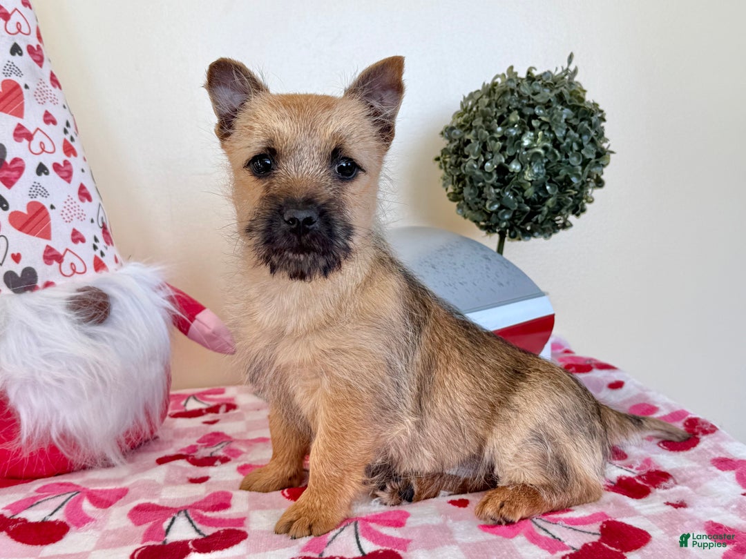 Cairn Terrier dogs for sale: Joy  - Ad 1