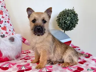 Cairn Terrier dogs Joy - Ad 1