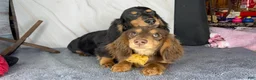 Miniature Dachshund dogs for sale: Import champion blood - Ad 3