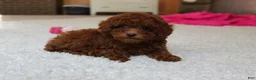 Toy Poodle dogs for sale: Mia - Ad 19