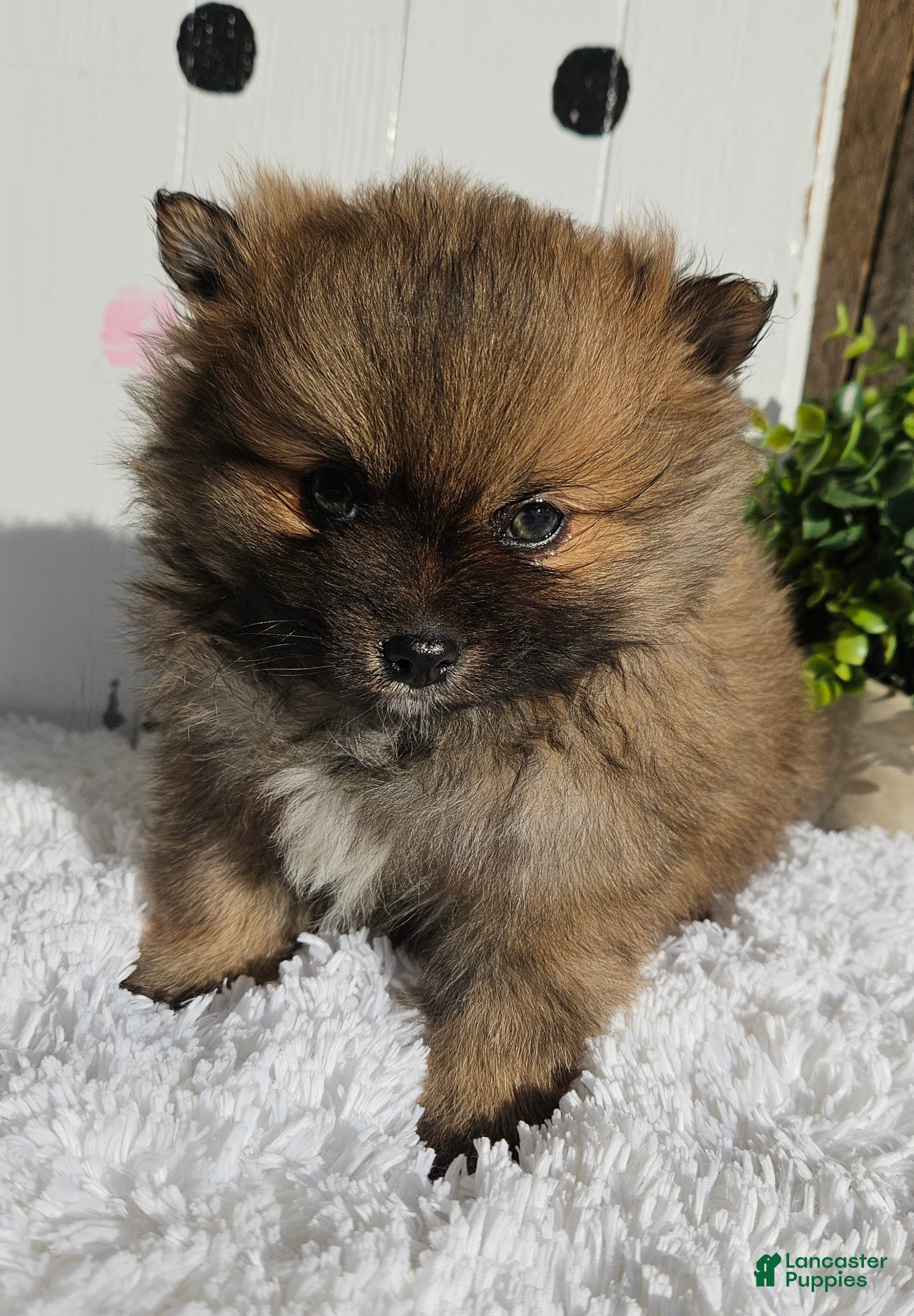 Pomeranian dogs Tommy - Ad 12
